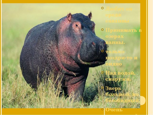 Презентация на тему: "Животные жарких стран"