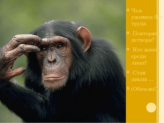 Презентация на тему: "Животные жарких стран"