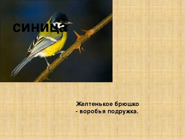 Презентация к конспекту " Перелетные птицы."