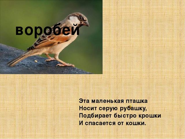 Презентация к конспекту " Перелетные птицы."
