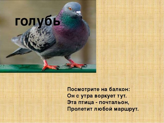 Презентация к конспекту " Перелетные птицы."
