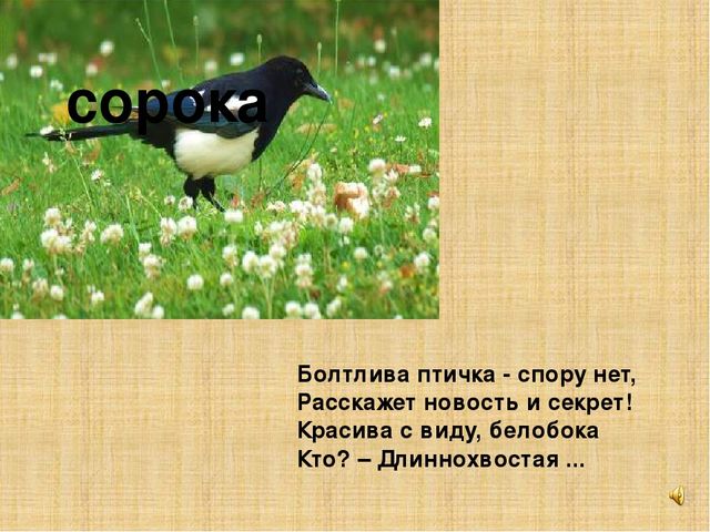 Презентация к конспекту " Перелетные птицы."