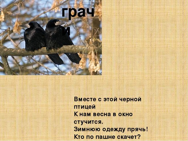 Презентация к конспекту " Перелетные птицы."
