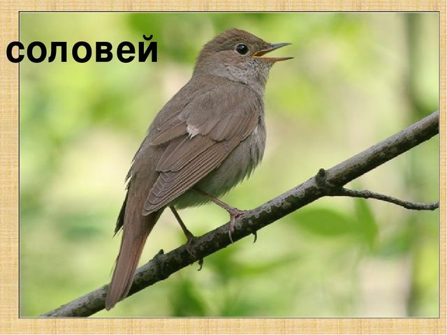Презентация к конспекту " Перелетные птицы."