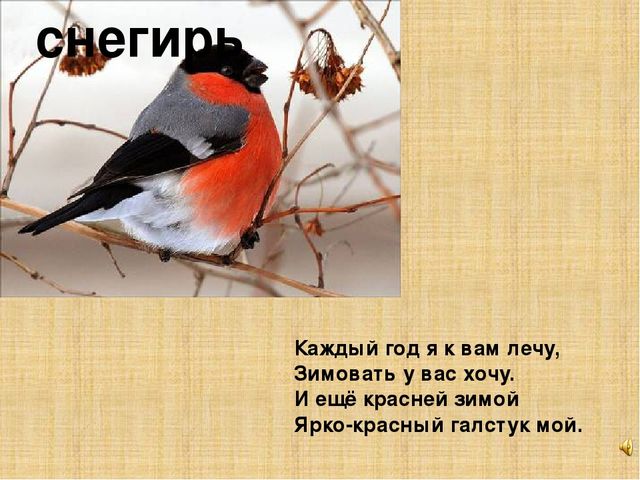 Презентация к конспекту " Перелетные птицы."