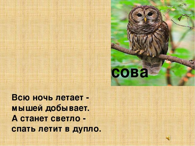 Презентация к конспекту " Перелетные птицы."