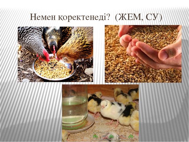 Презентация к открытому занятию Білім беру саласы: «Таным», «Шығармашылық». Бөлімі: Жаратылыстану, Жапсыру. Тақырыбы: Құстар ауласында