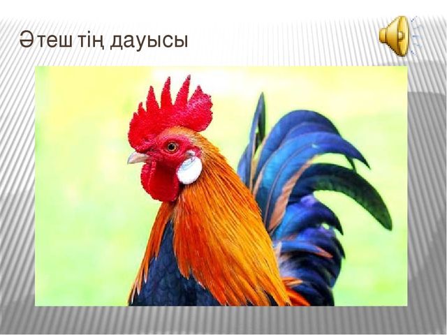 Презентация к открытому занятию Білім беру саласы: «Таным», «Шығармашылық». Бөлімі: Жаратылыстану, Жапсыру. Тақырыбы: Құстар ауласында