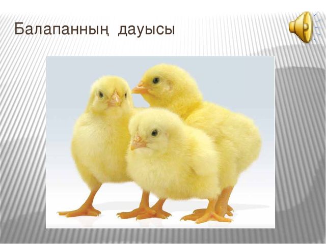 Презентация к открытому занятию Білім беру саласы: «Таным», «Шығармашылық». Бөлімі: Жаратылыстану, Жапсыру. Тақырыбы: Құстар ауласында