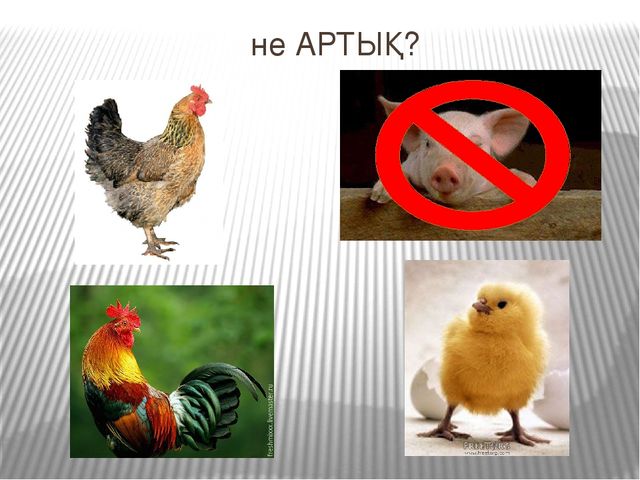 Презентация к открытому занятию Білім беру саласы: «Таным», «Шығармашылық». Бөлімі: Жаратылыстану, Жапсыру. Тақырыбы: Құстар ауласында