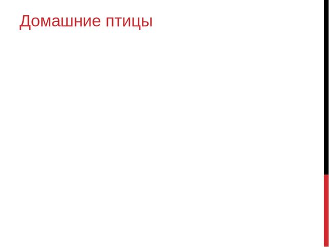 Презентация по познавательному развитию в средней группе "Домашние птицы"