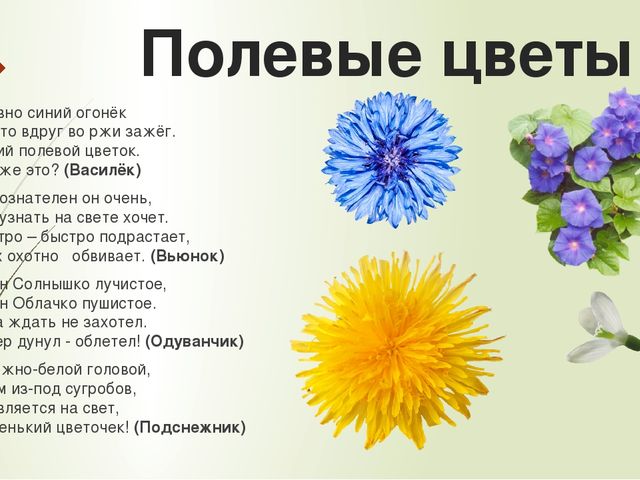 Презентация по познавательному развитию в старшей группе "Цветы"