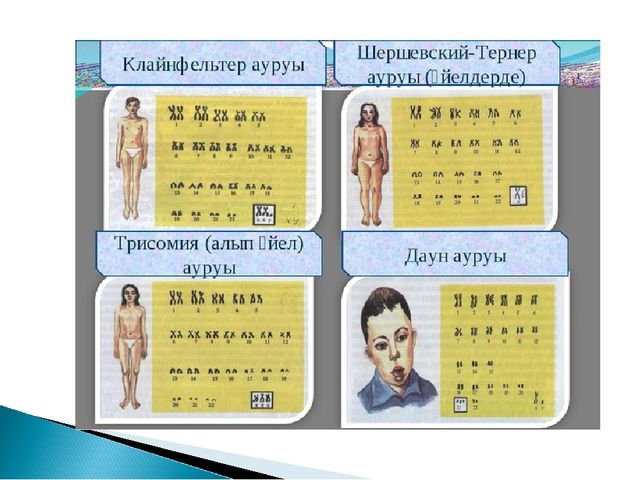 Презентация. Урок -Тұқым қуалаушылық