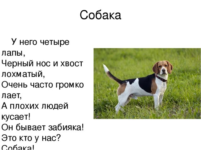 Почему собаки не летают. У него четыре лапы черный нос и хвост. Текст про собаку. Загадка про собаку для детей.