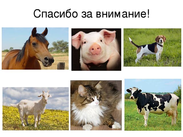 Презентация "Кто как говорит"
