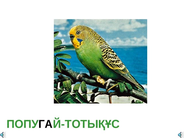 Дала құстарына қамқорлық көрсету