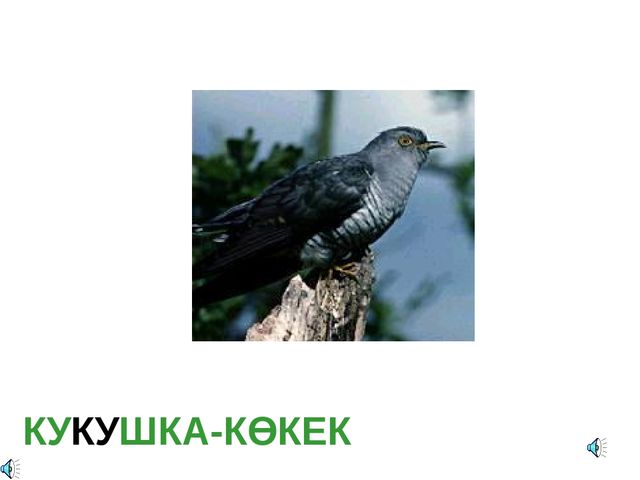 Дала құстарына қамқорлық көрсету