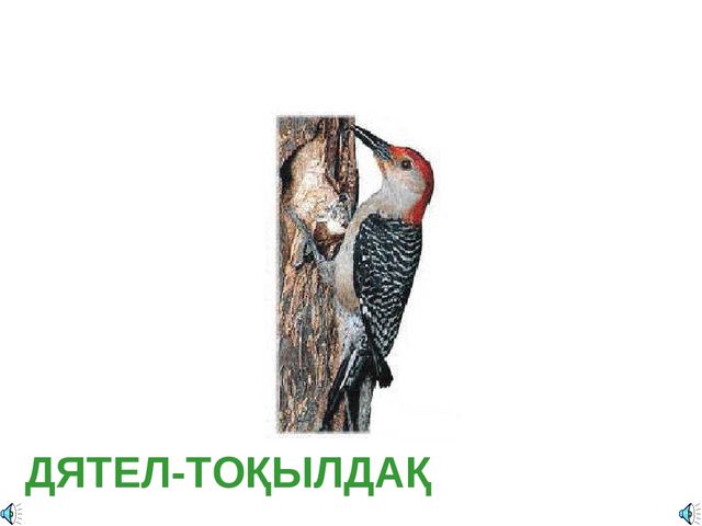 Дала құстарына қамқорлық көрсету