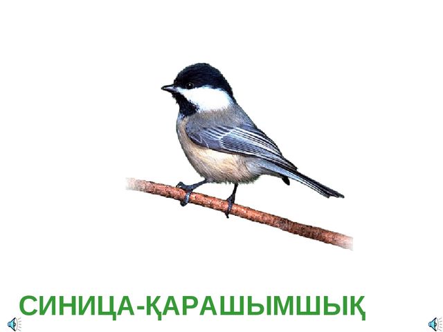 Дала құстарына қамқорлық көрсету