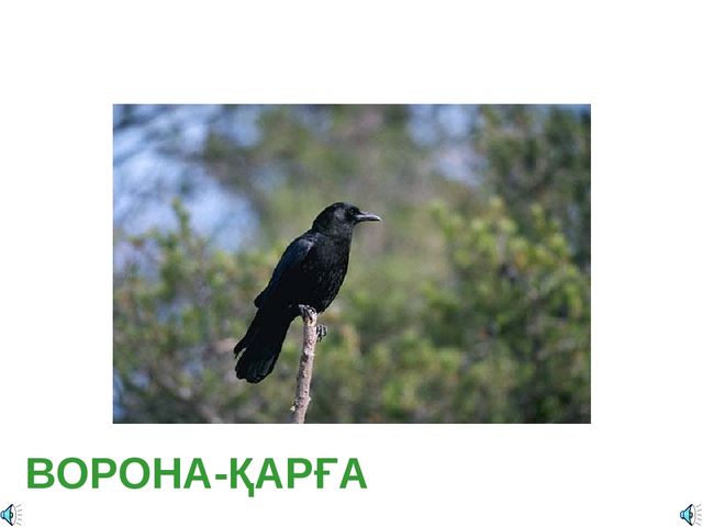 Дала құстарына қамқорлық көрсету