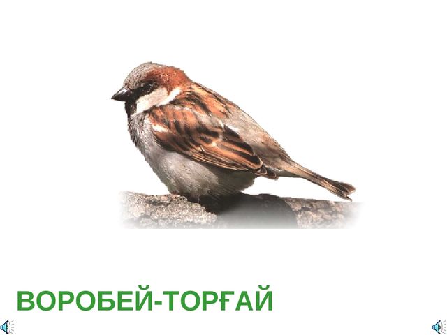 Дала құстарына қамқорлық көрсету