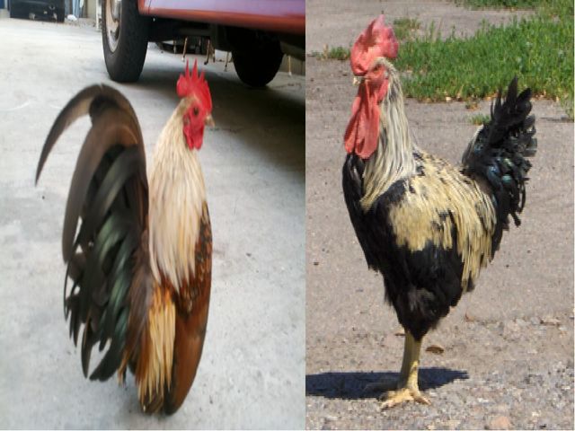Дала құстарына қамқорлық көрсету