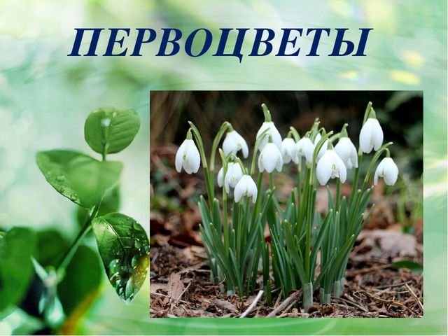 Презентация к конспекту НОД в подготовительной группе по теме: "Первоцветы"