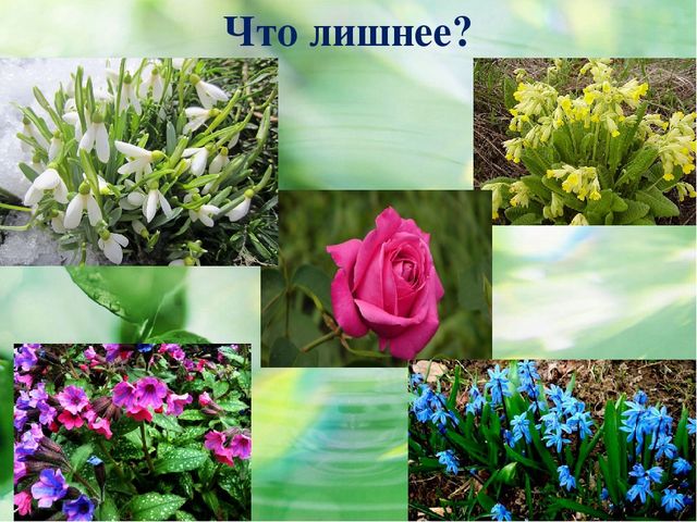 Презентация к конспекту НОД в подготовительной группе по теме: "Первоцветы"