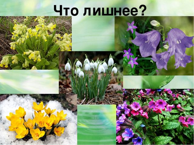 Презентация к конспекту НОД в подготовительной группе по теме: "Первоцветы"