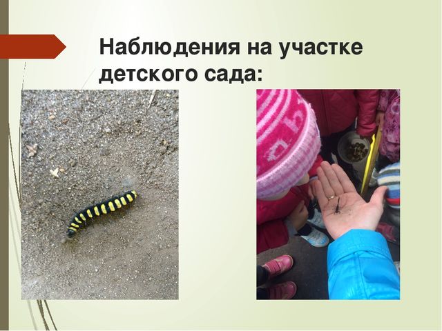 Презентация к проекту "Мир насекомых" для старших дошкольников