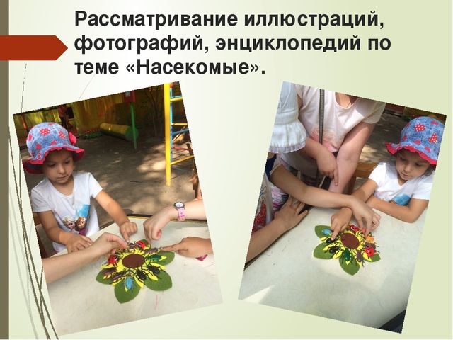 Презентация к проекту "Мир насекомых" для старших дошкольников