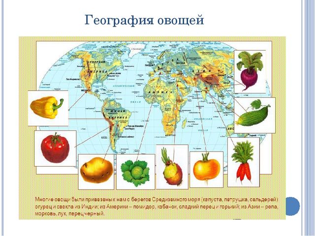 Презентация по экологии на тему: "Овощи"