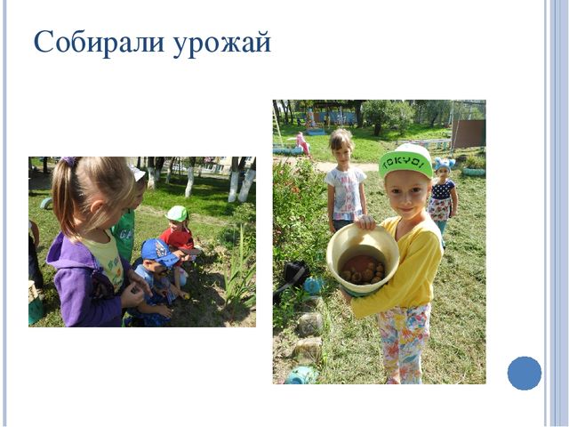 Презентация по экологии на тему: "Овощи"