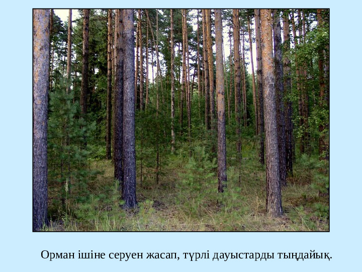 " Сиқырлы ормандағы дыбыстар" презентация