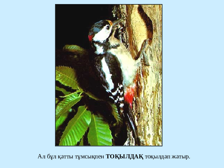 " Сиқырлы ормандағы дыбыстар" презентация