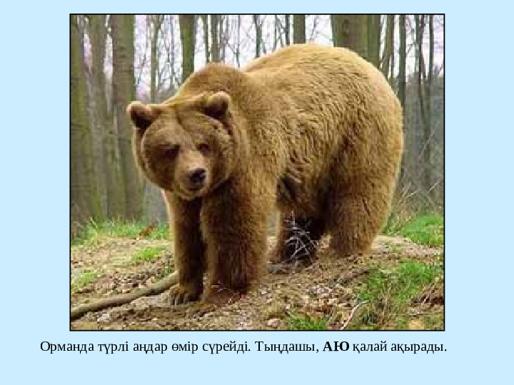 " Сиқырлы ормандағы дыбыстар" презентация