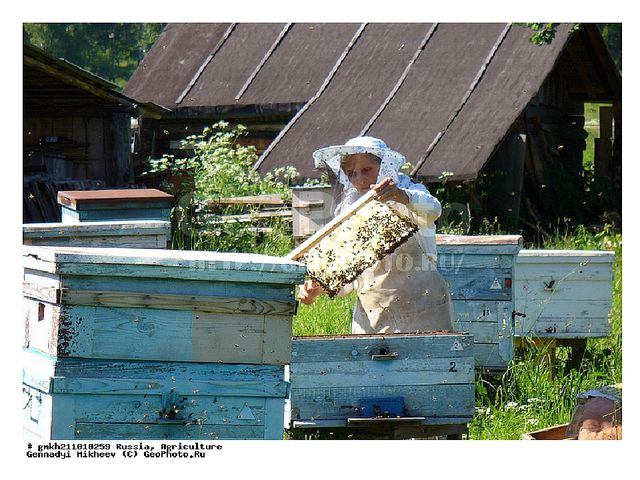 Презентация "Знакомство детей с деревней"