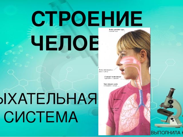 Презентация по ознакомлению с миром природы.Тема: Строение человека. дыхательная система.