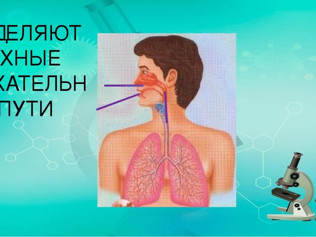 Презентация по ознакомлению с миром природы.Тема: Строение человека. дыхательная система.