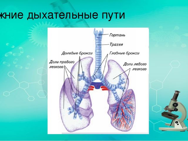 Презентация по ознакомлению с миром природы.Тема: Строение человека. дыхательная система.