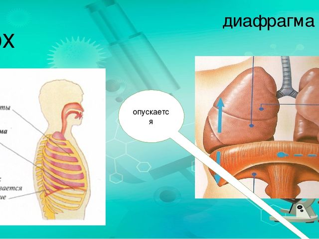 Где находится диафрагма у человека фото