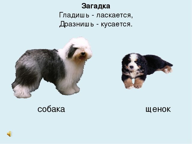 Презентация на тему "Домашние животные"