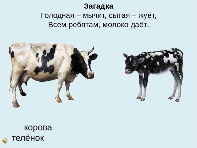 Презентация на тему "Домашние животные"