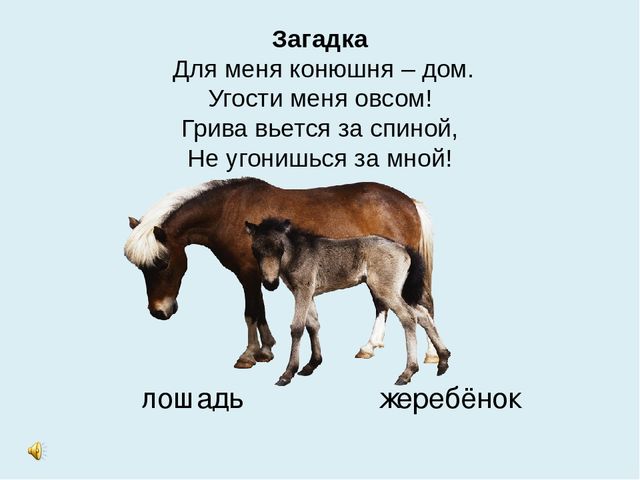 Презентация на тему "Домашние животные"