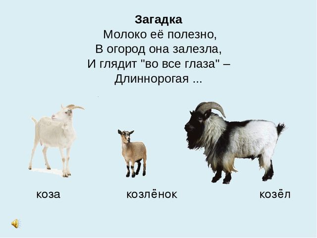Презентация на тему "Домашние животные"