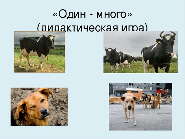 Презентация на тему "Домашние животные"