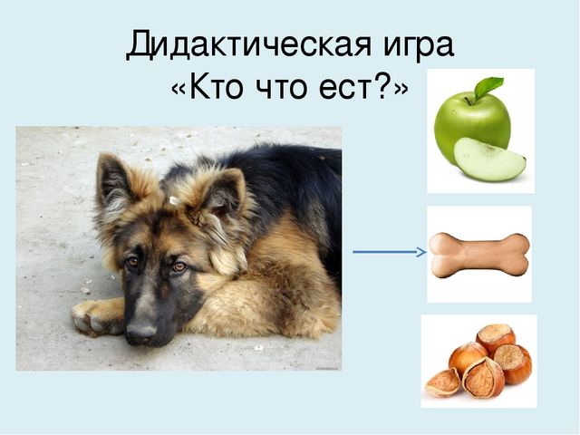 Презентация на тему "Домашние животные"