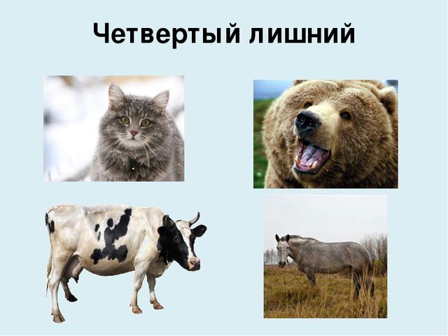 Презентация на тему "Домашние животные"