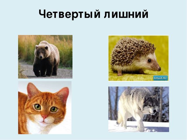 Презентация на тему "Домашние животные"
