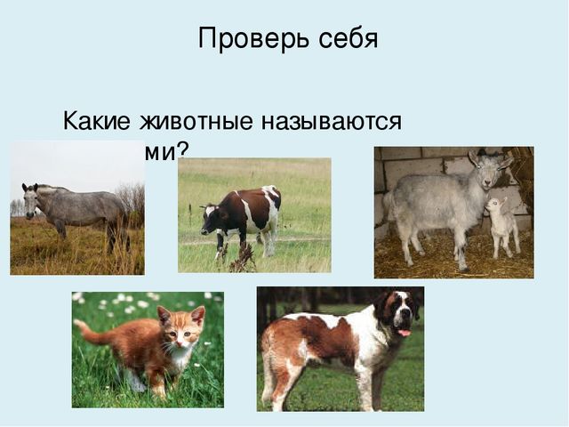 Презентация на тему "Домашние животные"